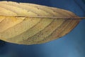 Detailed lines of a decaying brown-yellow leaf kept under water