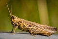 Detailed locust close-up