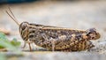 Detailed locust close-up