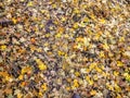 Autumn Maple and Oak Fall Leaves Close Up on the Forest Floor on the Rose Canyon Yellow Fork and Big Rock Trail in Oquirrh Mountai Royalty Free Stock Photo