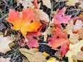 Autumn Maple and Oak Fall Leaves Close Up on the Forest Floor on the Rose Canyon Yellow Fork and Big Rock Trail in Oquirrh Mountai Royalty Free Stock Photo