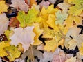 Autumn Maple and Oak Fall Leaves Close Up on the Forest Floor on the Rose Canyon Yellow Fork and Big Rock Trail in Oquirrh Mountai Royalty Free Stock Photo