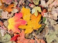 Autumn Maple and Oak Fall Leaves Close Up on the Forest Floor on the Rose Canyon Yellow Fork and Big Rock Trail in Oquirrh Mountai Royalty Free Stock Photo