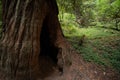Detailed look at Redwood Tree hollowed out stump