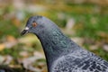 Pigeon Royalty Free Stock Photo