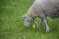 A detailed low angle photo of a sheep eating grass. A close-up portrait of a sheep`s head profile