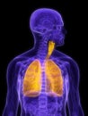 Detailed lung Royalty Free Stock Photo