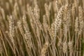 Detailed Macro of Barley Spike Royalty Free Stock Photo