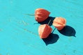 Detailed macro blossoming red orange flower of physalis plant called chinese lantern and alkekengi on blue wooden background Royalty Free Stock Photo