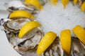 Detailed macro close up top view food shot of delicious fresh shucked open oysters lying between lemon slices on a round cold ice