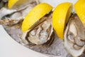 Detailed macro close up top view food shot of delicious fresh shucked open oysters lying between lemon slices on a round cold ice