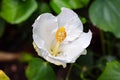 Detailed macro close up of a white hibiscus flower