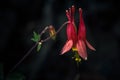 Detailed Macro of Eastern Red Columbine Flower at Night