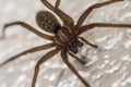 Domestic house spider with brown legs
