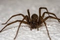 Domestic house spider with long legs on the wall