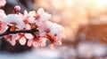 Detailed_Macro_image_of_Cherry_blossom_full_blooming_1 Royalty Free Stock Photo