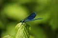 Detailed macro image of dragonfly on green plant Royalty Free Stock Photo