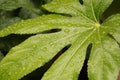 Detailed macro image of palm leaf with water droplets glistening Royalty Free Stock Photo