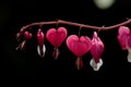 Detailed macro image of pretty heart shaped pink flowers. Love theme Royalty Free Stock Photo