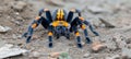 Detailed macro image of tarantula in its natural habitat, showcasing intricate spider features