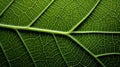 Detailed Macro Leaf Vein Pattern