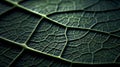 Detailed Macro Leaf Vein Pattern