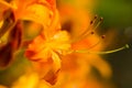 Detailed macro of yellow rhododendron blossom Royalty Free Stock Photo