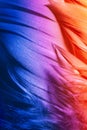 Colorful goose feathers in bright contrast light Royalty Free Stock Photo