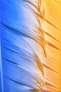 Colorful goose feathers in bright contrast light Royalty Free Stock Photo