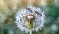 Detailed macro photo of dandelion on background