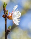 Detailed macro photo of early spring apricot blossoms in bright colors and against a deep blue sky