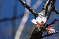 Detailed macro photo of early spring apricot blossoms in bright colors and against a deep blue sky