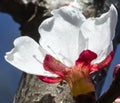 Detailed macro photo of early spring apricot blossoms in bright colors and against a deep blue sky