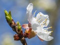 Detailed macro photo of early spring apricot blossoms in bright colors and against a deep blue sky