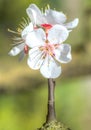 Detailed macro photo of early spring apricot blossoms in bright colors and with a blurry background