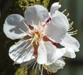 Detailed macro photo of early spring apricot blossoms in bright colors and with a blurry background