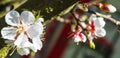 Detailed macro photo of early spring apricot blossoms in bright colors and with a blurry background