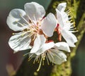 Detailed macro photo of early spring apricot blossoms in bright colors and with a blurry background