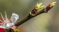 Detailed macro photo of early spring apricot blossoms in bright colors and young tree buds