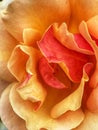 Bright Summertime Red Orange Rose Petals Through a Macro Lens Royalty Free Stock Photo