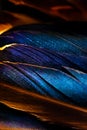 Several blue and green duck feathers summetrically located with natural shine and gold flare
