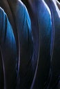 Several dark duck feathers with blue tint lying symmetrically with natural shining