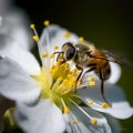 Detailed macro photo of a wasp gathering nectar from a beautiful flower, AI generated