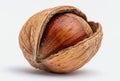 Close Up Macro Studio Shot Of A Single Hazelnut With Cracked Shell On A Clean White Background Royalty Free Stock Photo