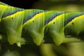Detailed macro photograph of the feet of a caterpillar of Acherontia atropos. horizontal