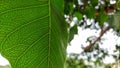 Detailed macro photograph of peepal leaf or bodhi leave Royalty Free Stock Photo