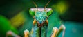 Detailed macro photography capturing a praying mantis in its natural environment