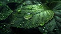 Detailed macro raindrop on leaf with water texture, lit by flash for clarity and depth Royalty Free Stock Photo