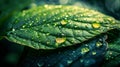 Detailed macro raindrop on leaf with water texture, lit by single flash for realism Royalty Free Stock Photo