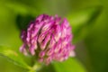 Detailed macro of red clover bloom trifolium pratense Royalty Free Stock Photo